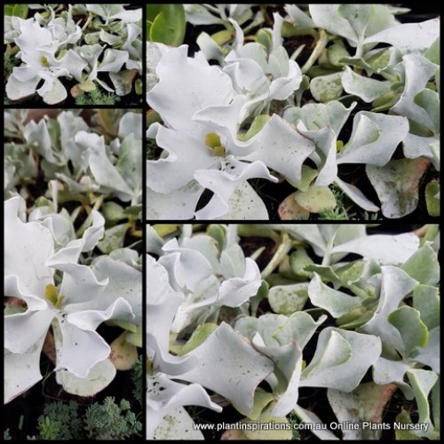 Cotyledon Silver Waves x 1 Plants Hardy White/Grey leaved Succulents orbiculata Groundcover Shrubs Rockery Balcony Patio Pot crassula
